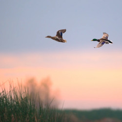 Contour – Recette Ultra-Premium British Heritage pour chiens toniques