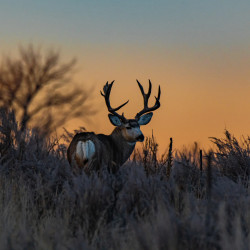 Estate Living – Croquettes Ultra-Premium British Heritage au gibier