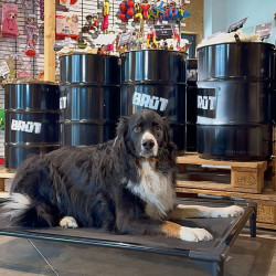 DOG BED XL 112Cm X 80 Cm - Couchage pour chien