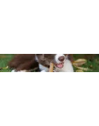 Traitement pour votre chien: Tartre et hygiène bucco-dentaire de votre chien