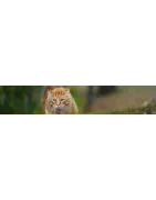 Compléments naturels pour votre chat: Angoisse, nervosité