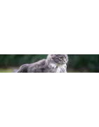 Compléments naturels pour votre chat: vitamines, croissance, entretien